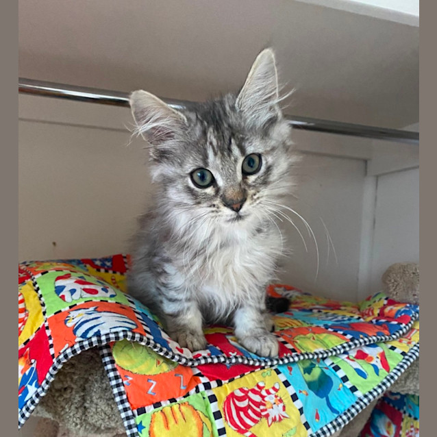 Photo of Basset & Akita 💙🩷