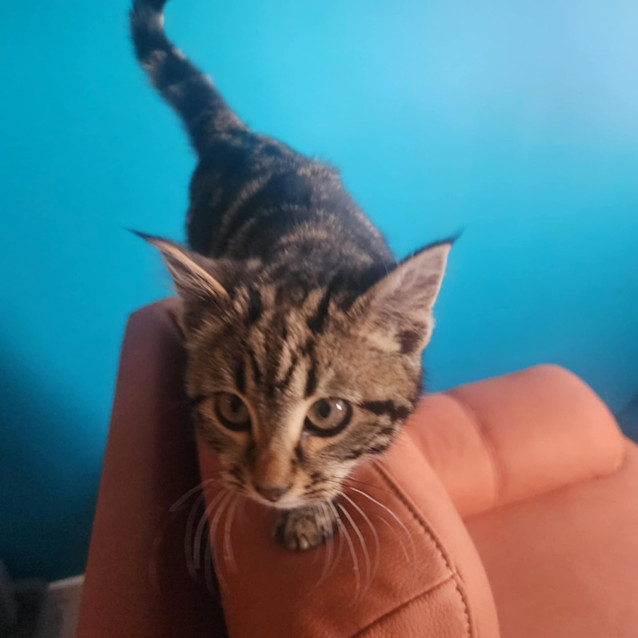 Photo of Peanut   Located In Melbourne