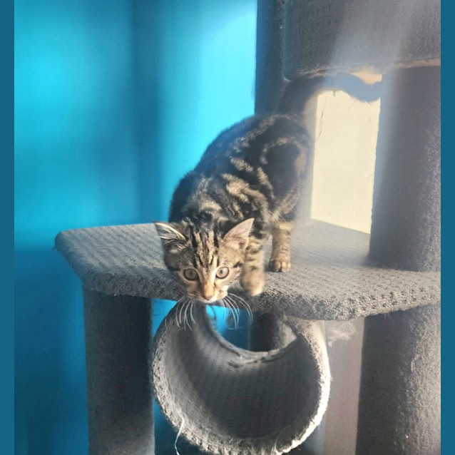 Photo of Peanut   Located In Melbourne