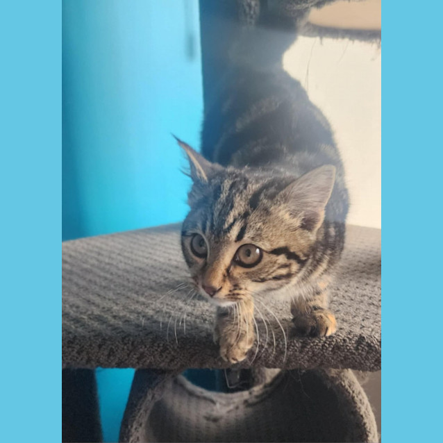 Photo of Peanut   Located In Melbourne