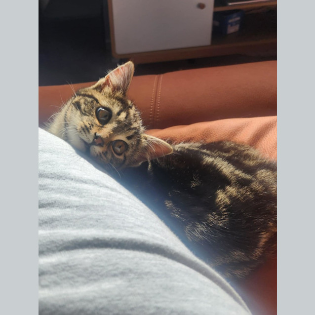 Photo of Peanut   Located In Melbourne