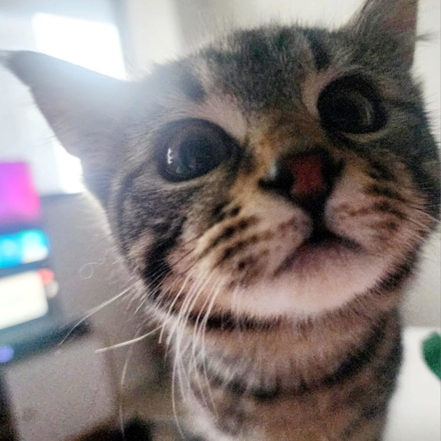 Photo of Peanut   Located In Melbourne