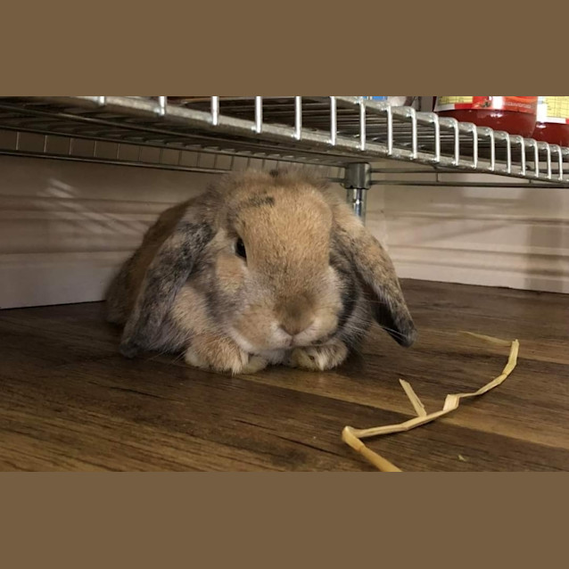 Photo of Lucy Destiny 