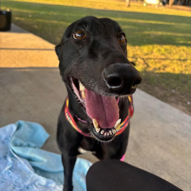 Photo of Darcy Girl