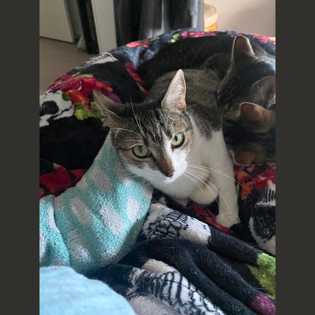 Photo of Biscotti **2nd Chance Cat Rescue**