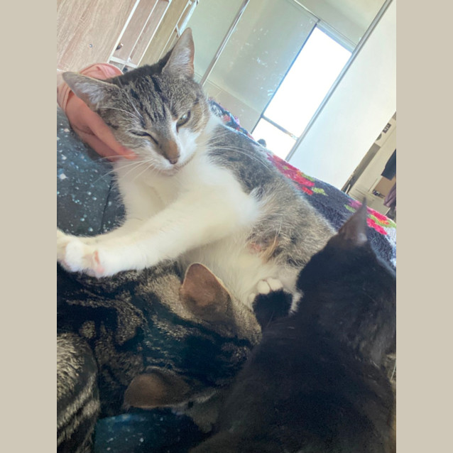 Photo of Biscotti **2nd Chance Cat Rescue**