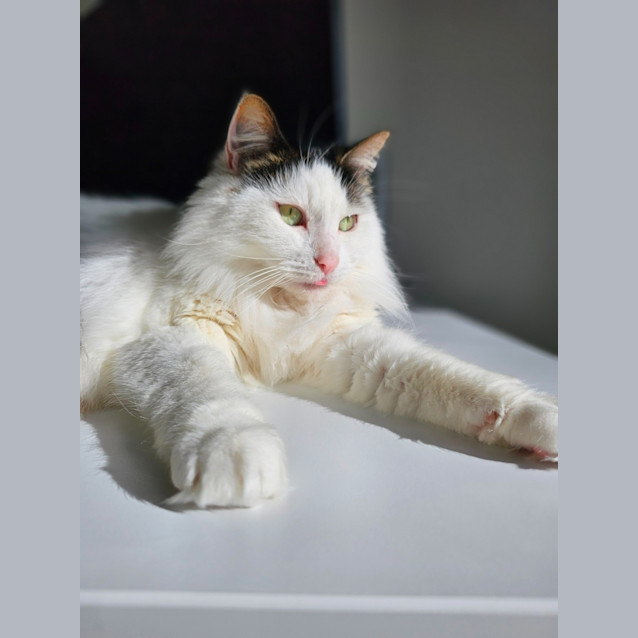 Photo of Diva & Turbo