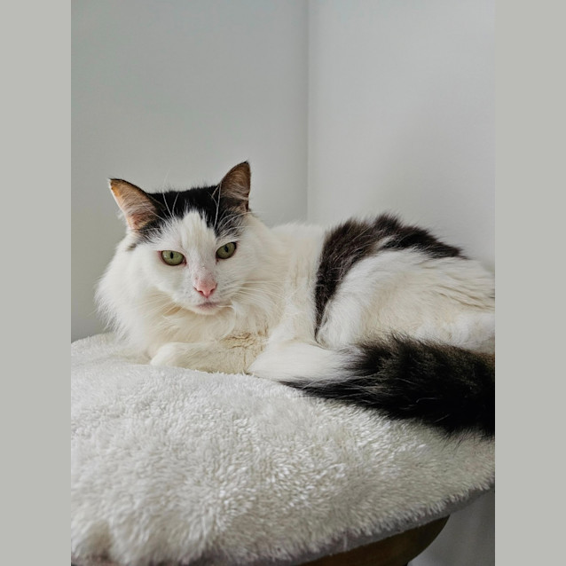 Photo of Diva & Turbo