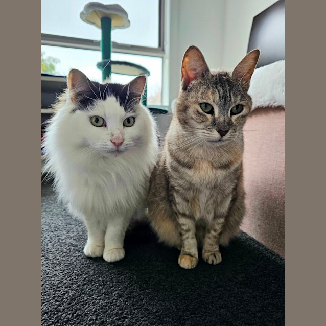 Photo of Diva & Turbo