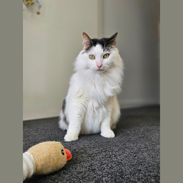 Photo of Diva & Turbo