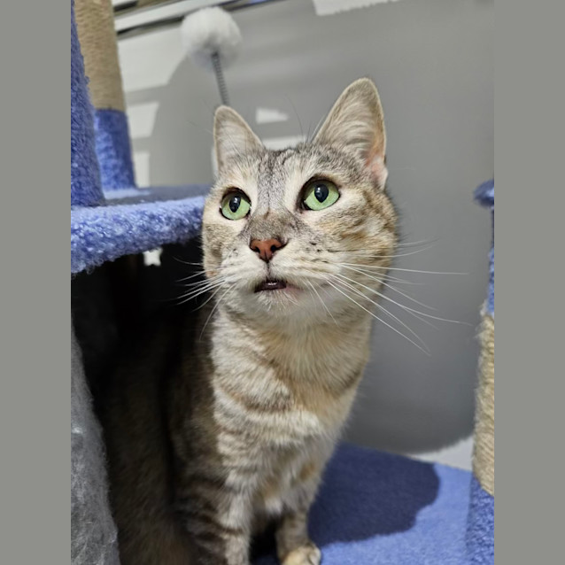 Photo of Diva & Turbo