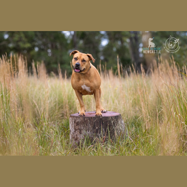 Photo of Josie   2 Year Old Staffy X