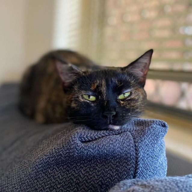 Photo of 9816   Ranavalona