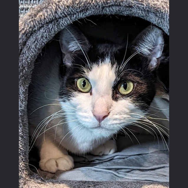 Photo of Mr Whiskers