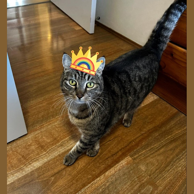 Photo of Anchovy  Reduced Adoption Fee