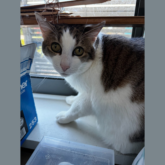 Photo of Meeko