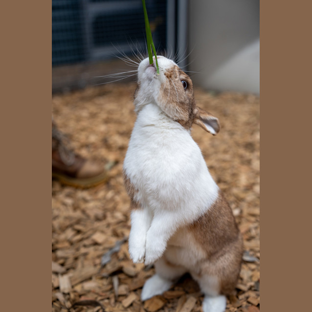 Photo of Rabbity