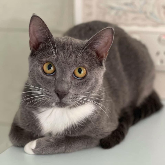 Photo of 10139   Vanilla