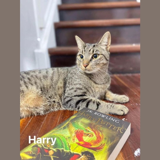 Photo of Harry Potter