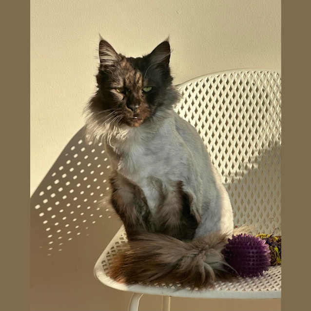 Photo of Shadow Bandit