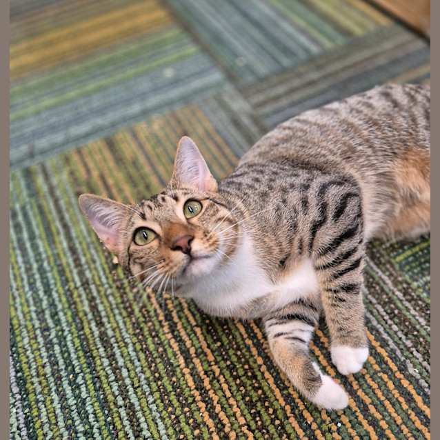 Photo of Ranger