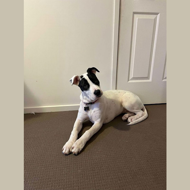 Photo of Lilith (Formerly Tiffany)
