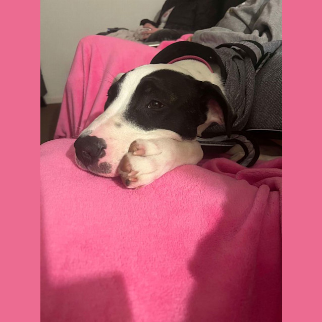 Photo of Lilith (Formerly Tiffany)