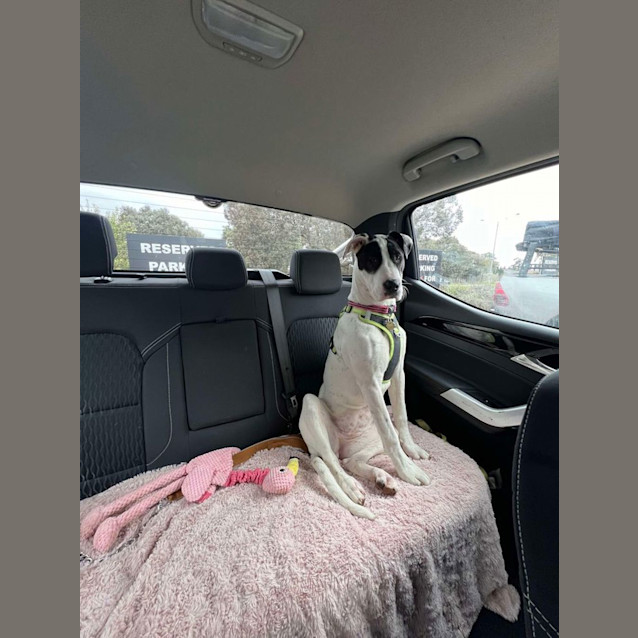 Photo of Lilith (Formerly Tiffany)