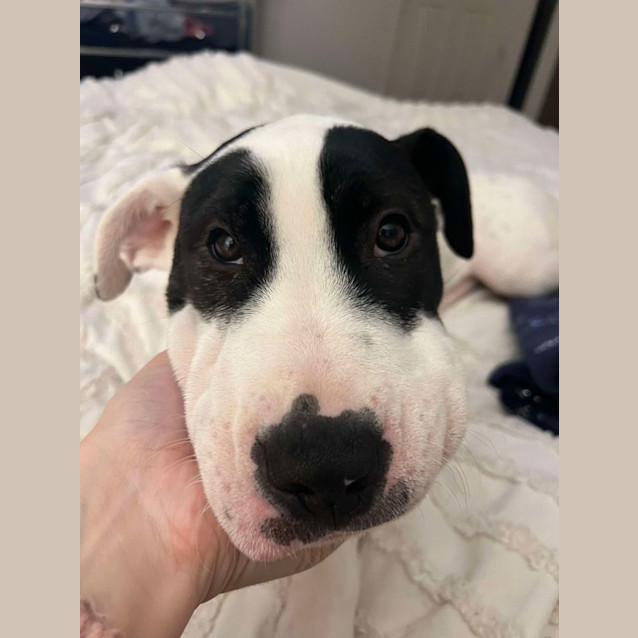 Photo of Lilith (Formerly Tiffany)