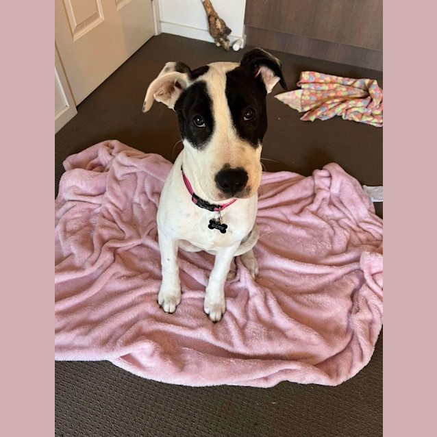 Photo of Lilith (Formerly Tiffany)