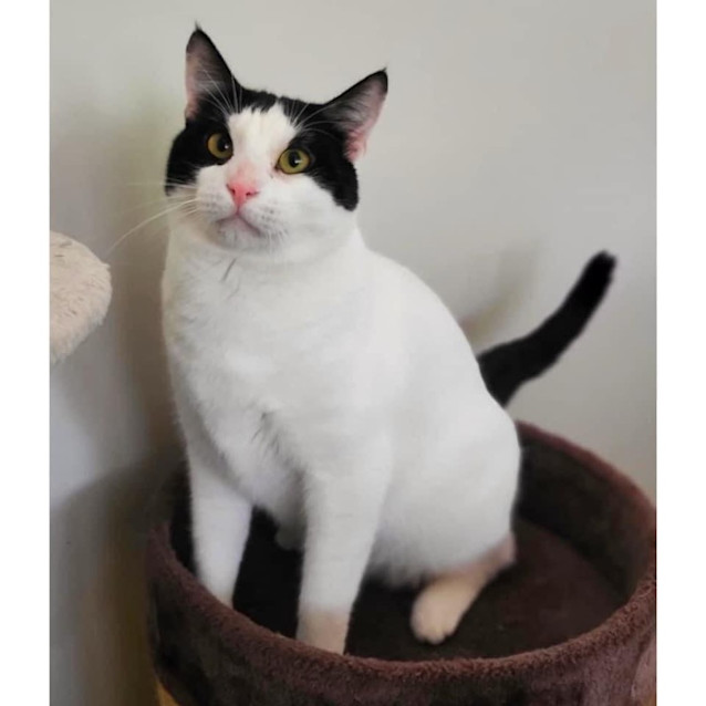 Photo of 9762   Shoji