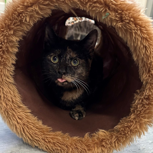 Photo of Nutkin
