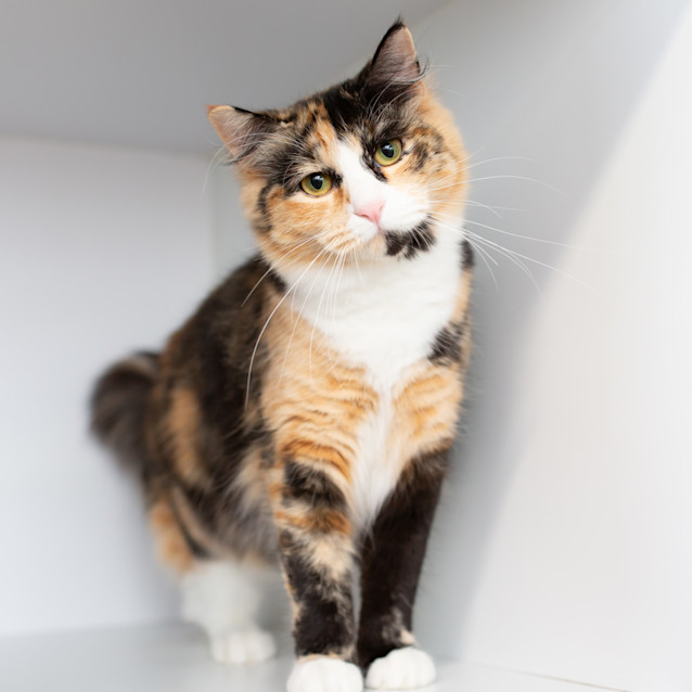 Photo of Sansa (Previously Salsa)