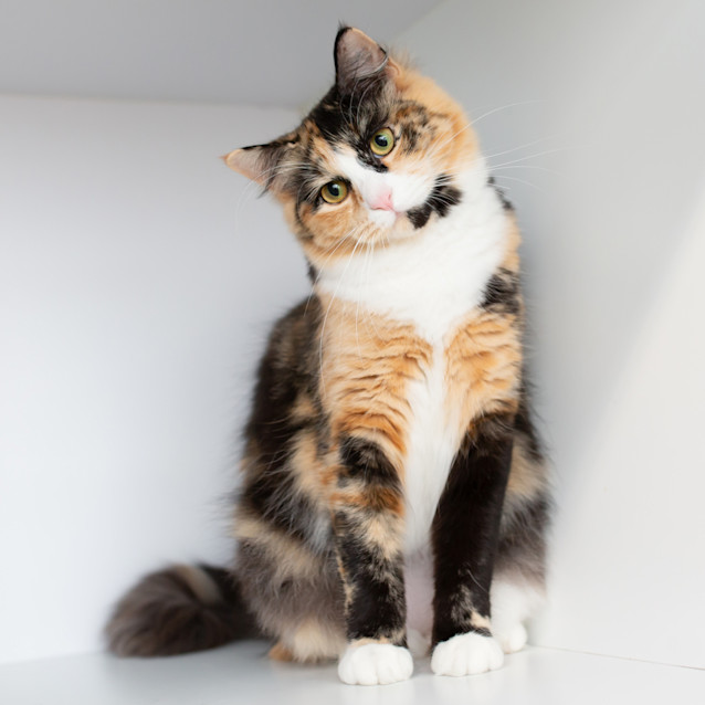 Photo of Sansa (Previously Salsa)