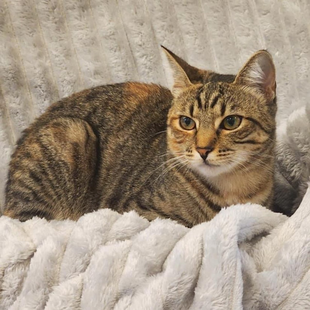 Photo of 10532   Safa