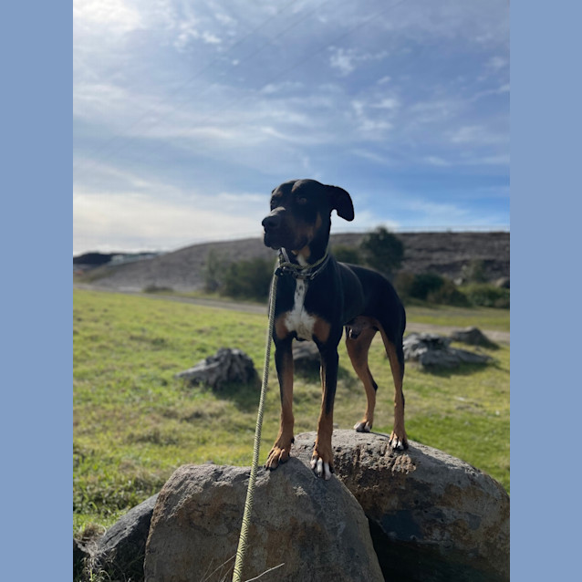 Photo of Benji
