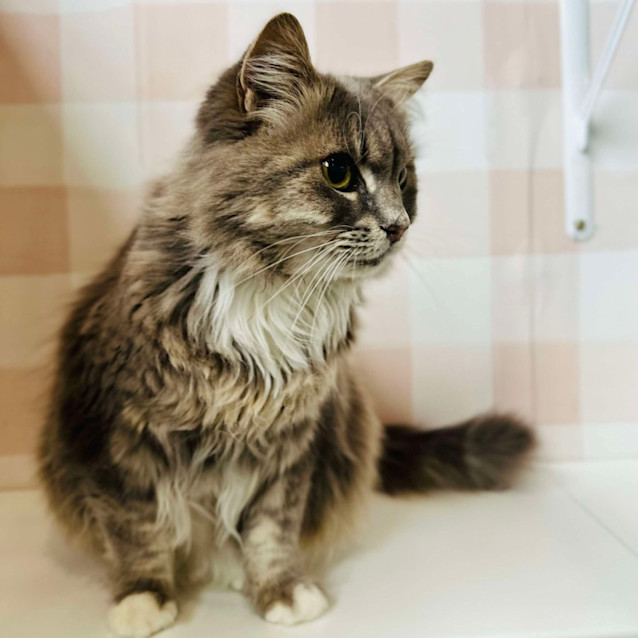 Photo of Gandalf   Located In Coburg