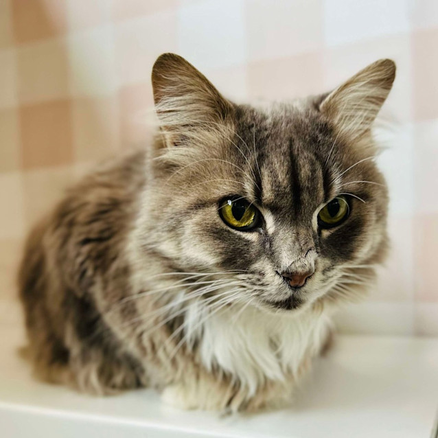 Photo of Gandalf   Located In Coburg