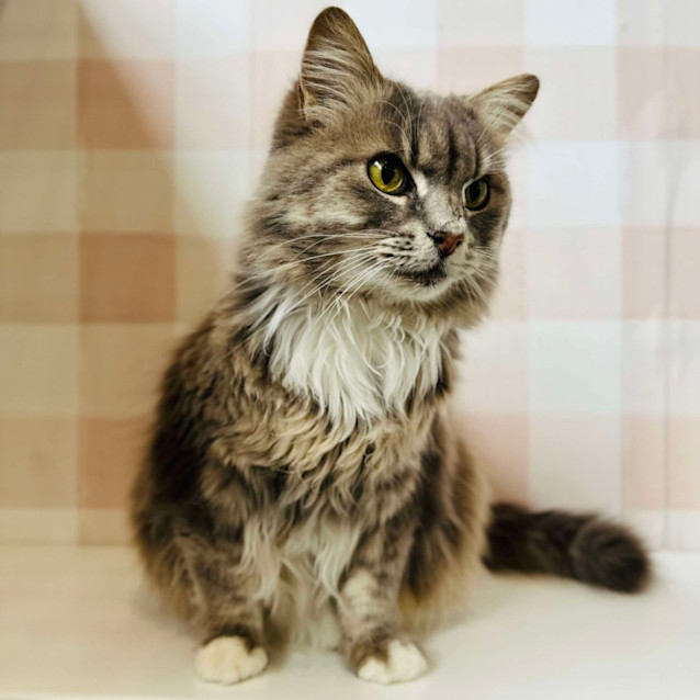 Photo of Gandalf   Located In Coburg