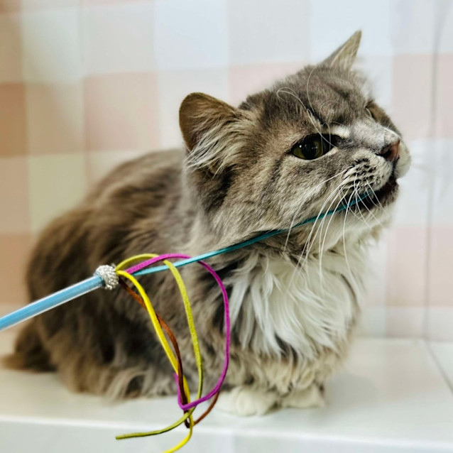 Photo of Gandalf   Located In Coburg