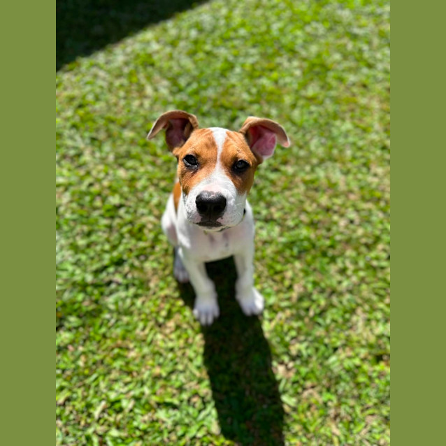 Photo of Romeo 