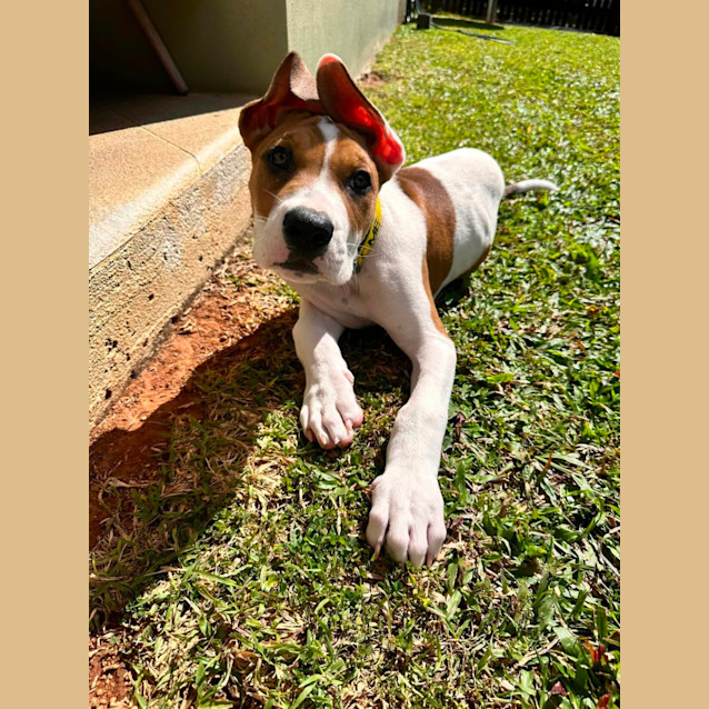 Photo of Romeo 