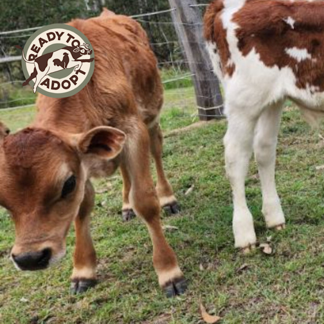 Photo of Larry And Curly