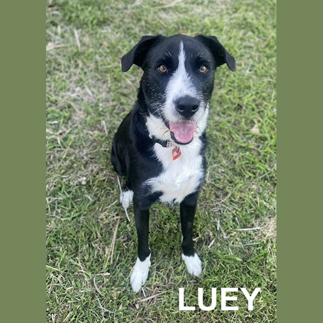 Photo of Luey