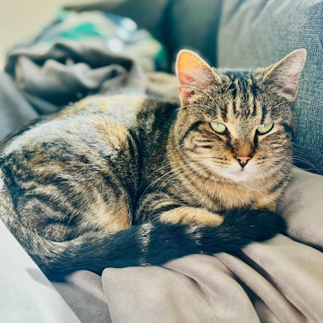 Photo of 9725   Luxana