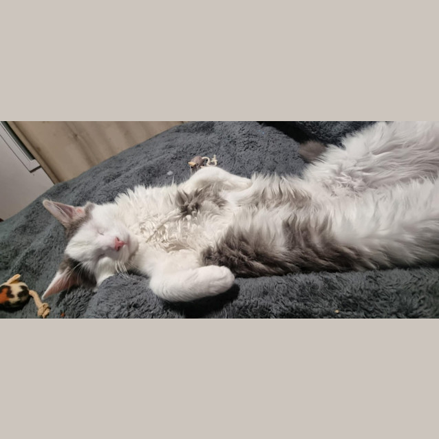 Photo of Watson