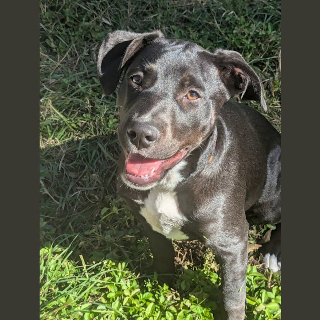 Photo of Lilo *$250 Adoption Fee*