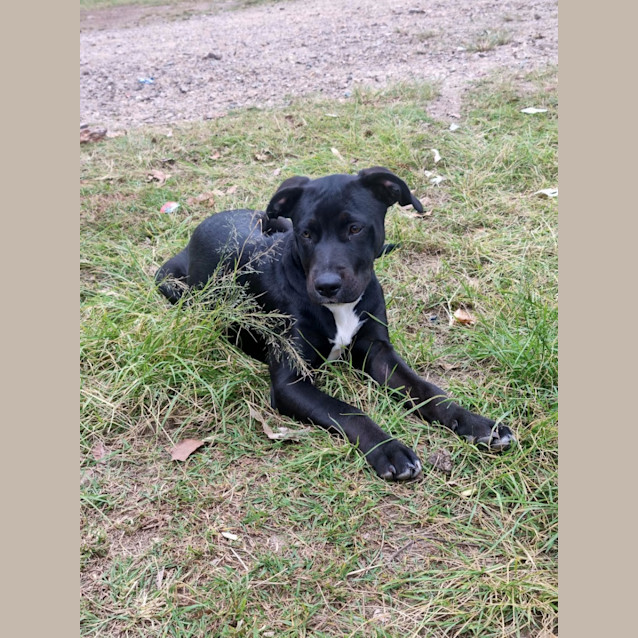 Photo of Lilo *$250 Adoption Fee*