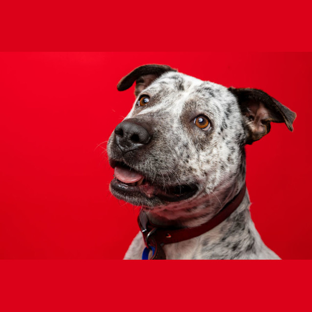 Photo of Speckles   2 Year Old Cattle Dog X  (Trial)