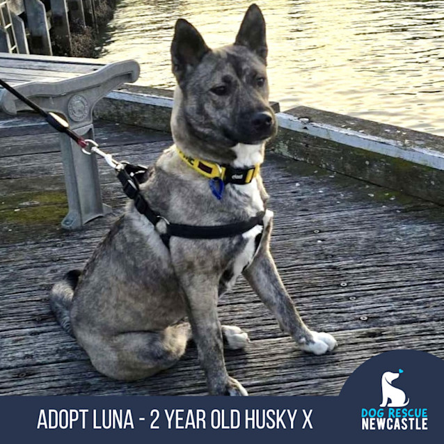 Photo of Luna   2 Year Old Husky X German Shepherd (Trial)